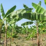 banana wilt disease