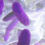 klebsiella pneumoniae